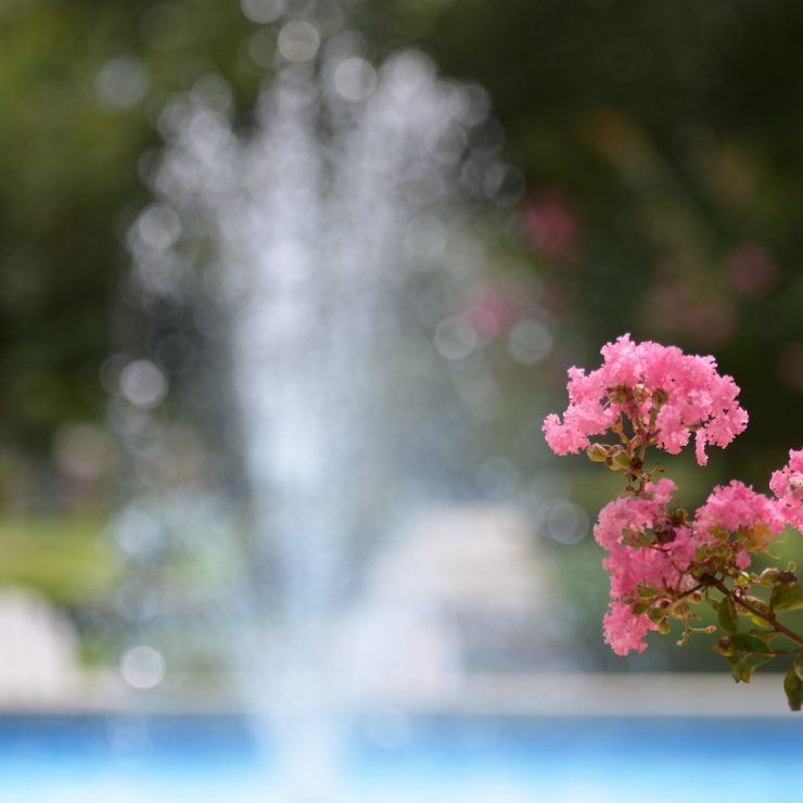 Water fountain behind a pink flower at Methodist University