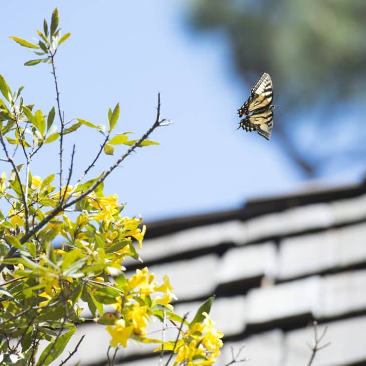 Monarch butterfly flying around Methodist University campus