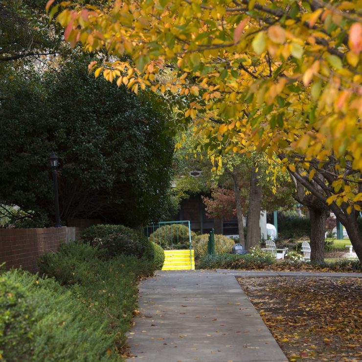 Green bushes and yellow fall leaves along Methodist University campus