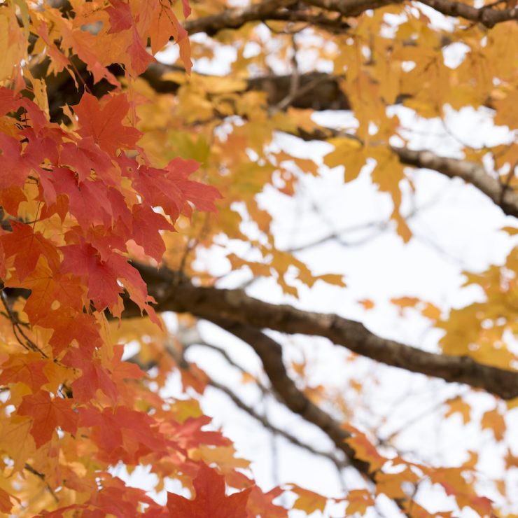Fall leaves at Methodist University campus
