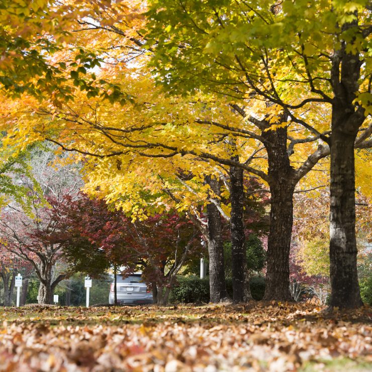 Fall leaves on the ground surrounding fall trees at Methodist University