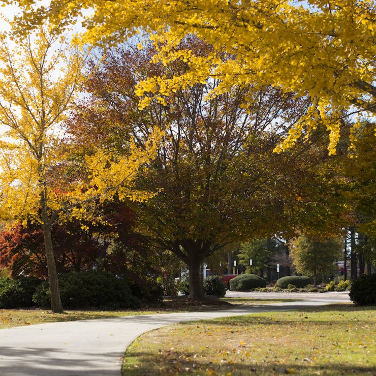 Fall trees at Methodist University campus
