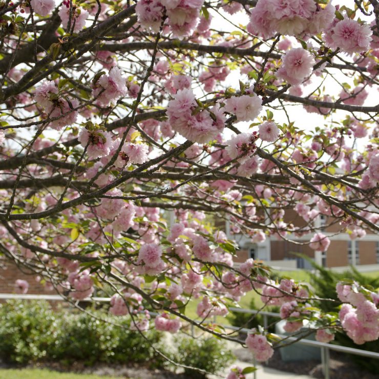 Beautiful flowers on tree at Methodist University