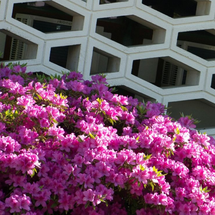 Springtime azaleas on the MU Campus