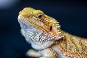 a bearded dragon