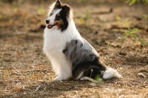 a Collie dog