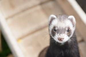 a ferret