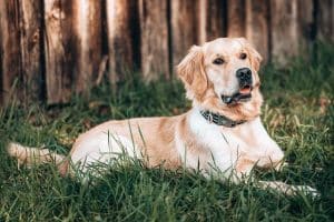 a Golden Retriever dog