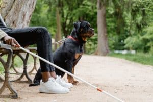 a Rottweiler dog